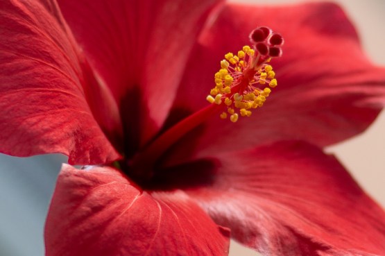 hibuscus red flower new